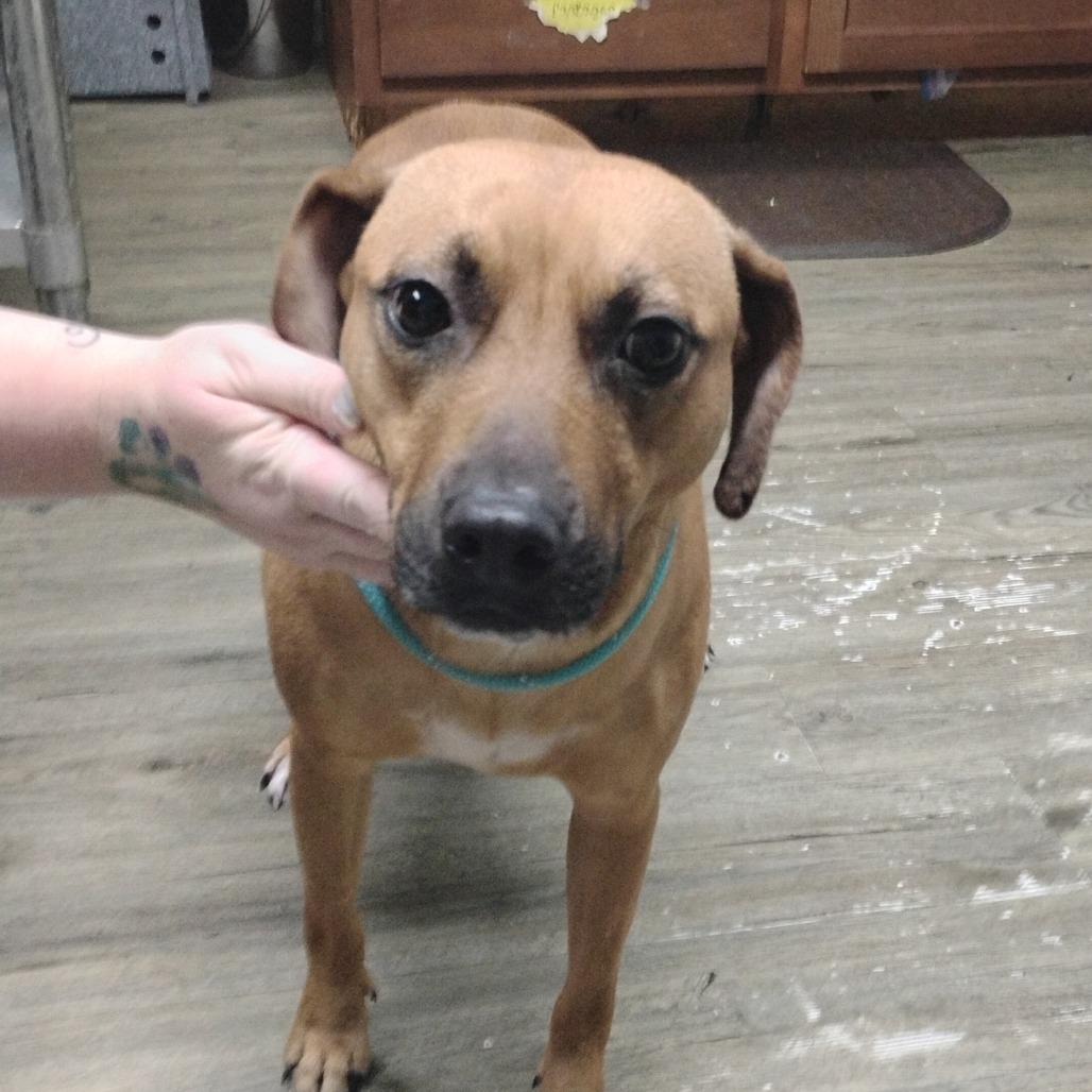 Enlarge Tiana @ Foster, a Adoptable Mixed Breed in Summerville, SC image 1/6