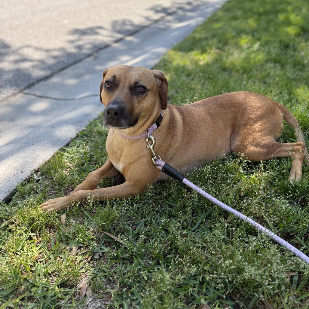 Enlarge Tiana @ Foster, a Adoptable Mixed Breed in Summerville, SC image 2/6