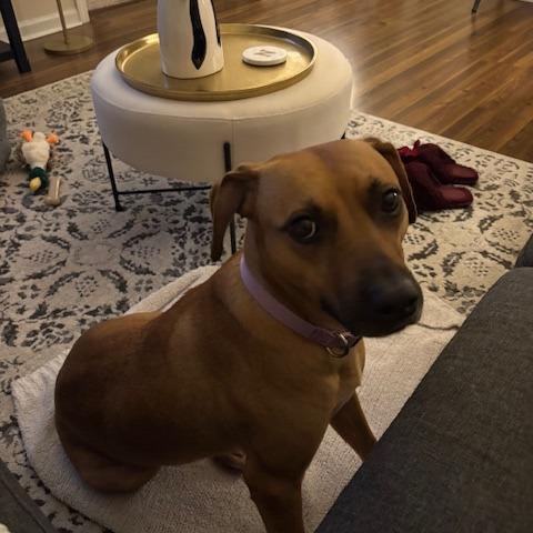 Enlarge Tiana @ Foster, a Adoptable Mixed Breed in Summerville, SC image 3/6