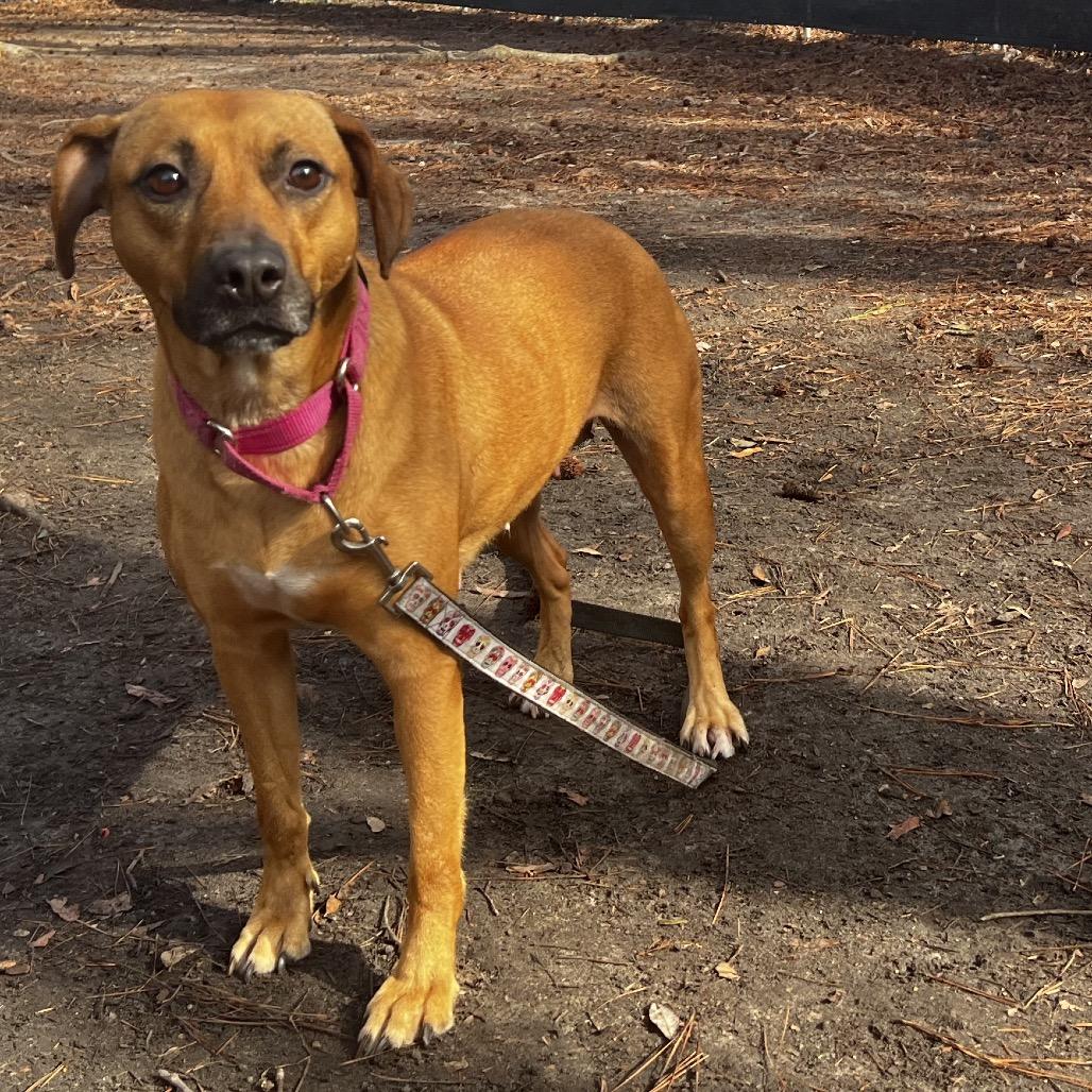 Enlarge Tiana @ Foster, a Adoptable Mixed Breed in Summerville, SC image 4/6