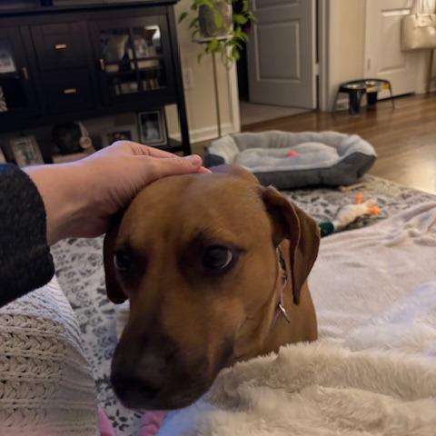 Enlarge Tiana @ Foster, a Adoptable Mixed Breed in Summerville, SC image 5/6
