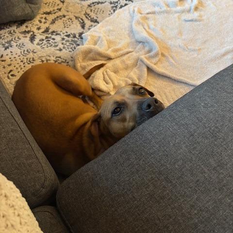 Enlarge Tiana @ Foster, a Adoptable Mixed Breed in Summerville, SC image 6/6