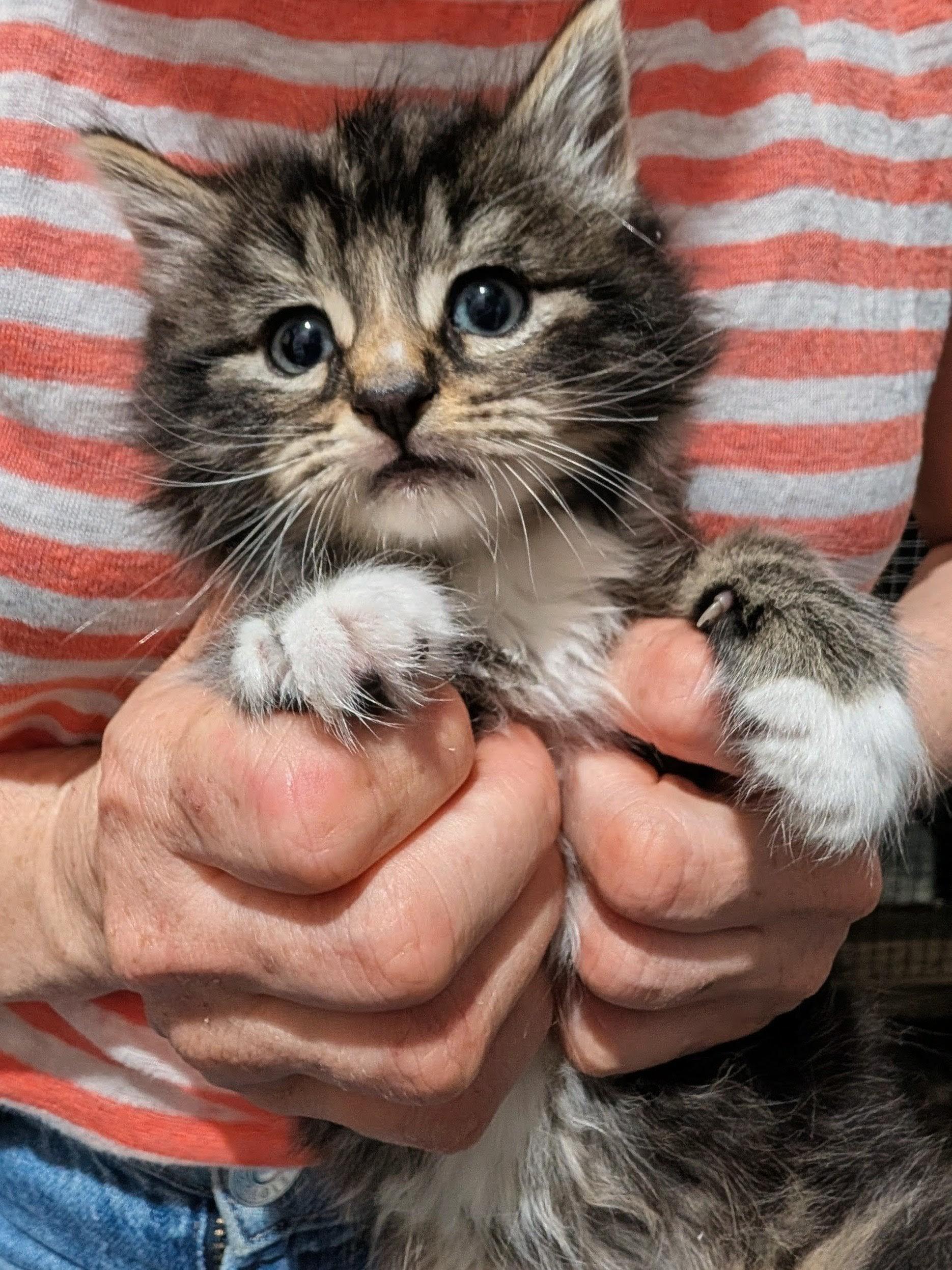 Dumpling, a Adoptable Domestic Medium Hair in Ridgewood, NY image 4/4