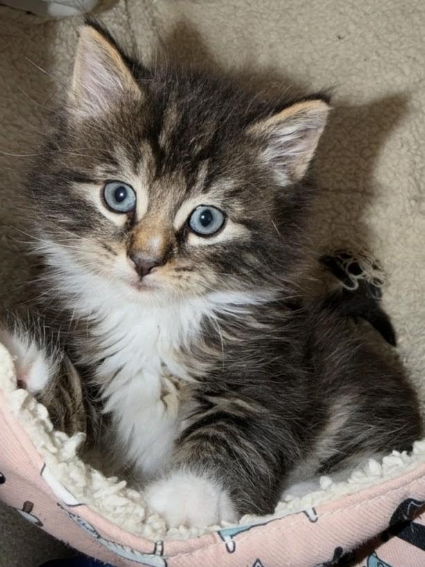 Dumpling, a Adoptable Domestic Medium Hair in Ridgewood, NY image 3/4