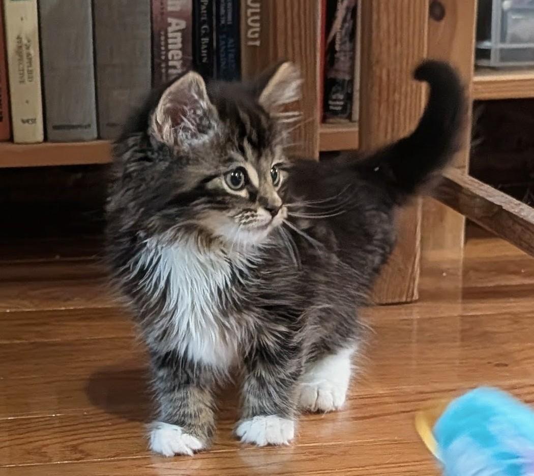 Dumpling, a Adoptable Domestic Medium Hair in Ridgewood, NY image 2/4