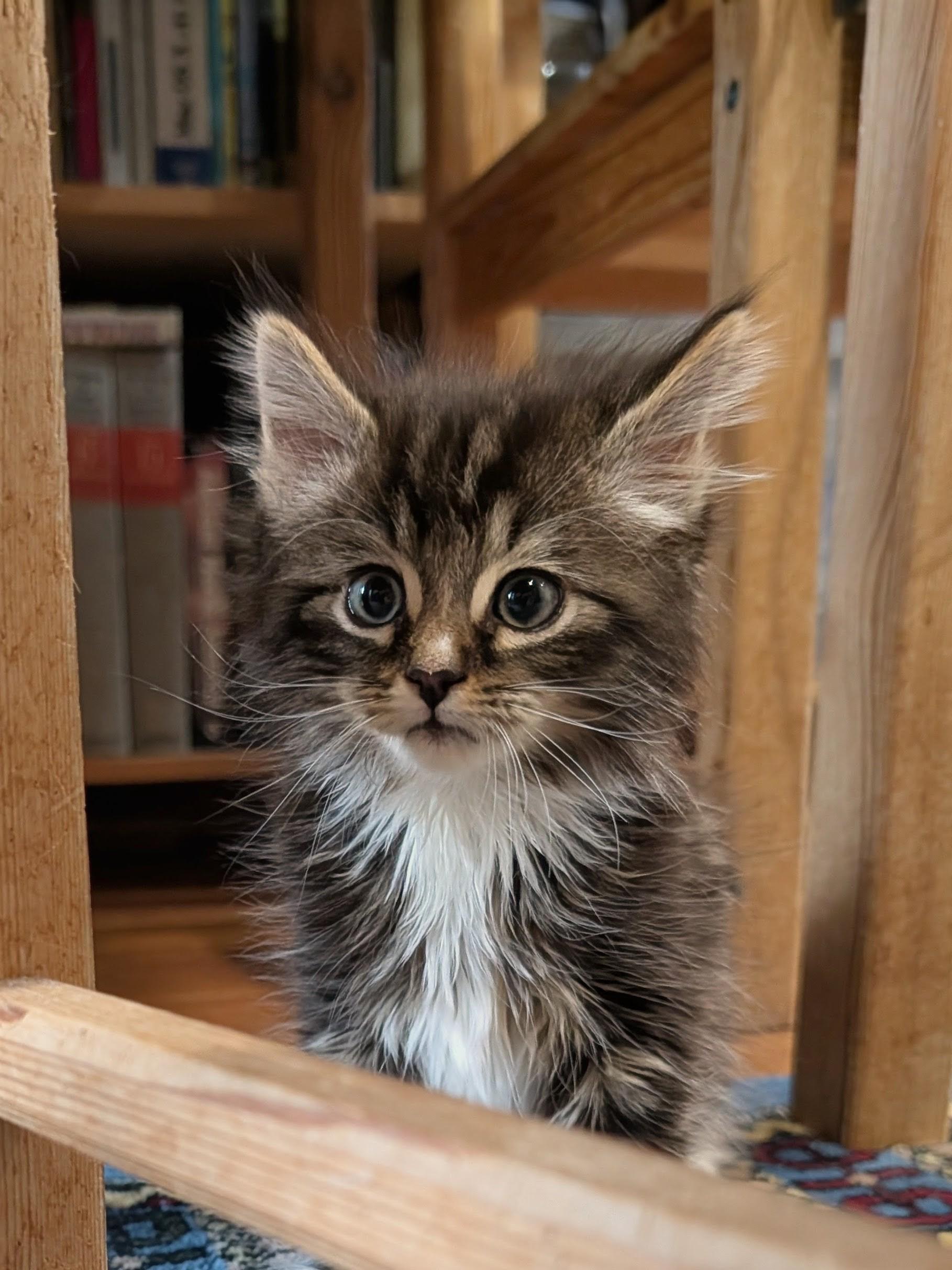 Dumpling, Adoptable, Kitten Male Domestic Medium Hair.