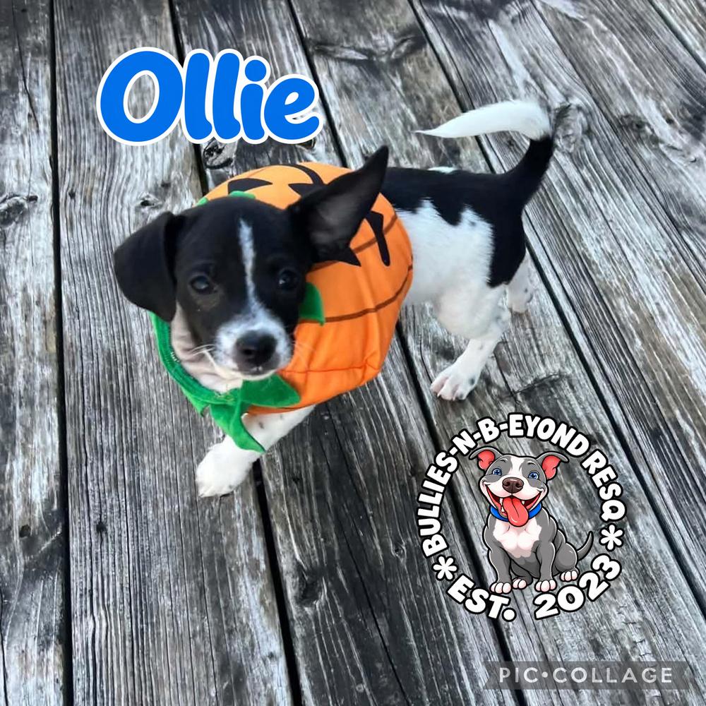 Ollie, Adoptable, Puppy Male Shih Tzu & Rat Terrier.