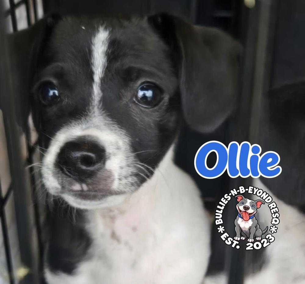 Enlarge Ollie, a Adoptable mixed breed in Omaha, NE image 2/3