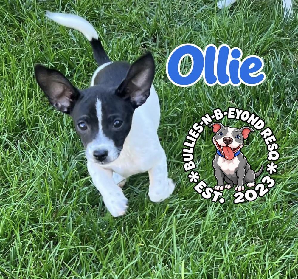 Enlarge Ollie, a Adoptable mixed breed in Omaha, NE image 3/3