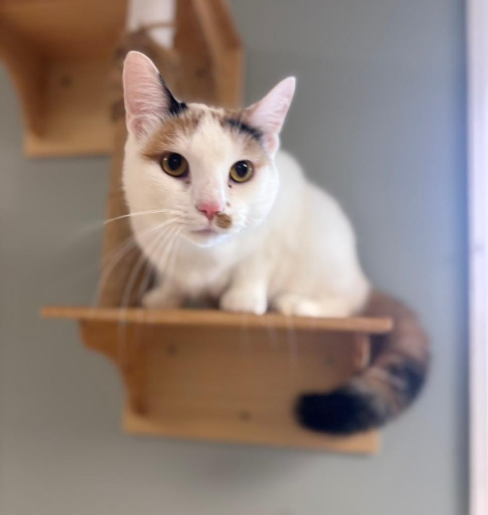 Mari, Adoptable, Young Male Domestic Short Hair.