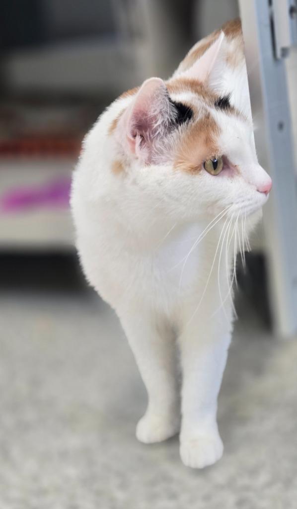 Enlarge Mari, a Adoptable mixed breed in Viroqua, WI image 2/5