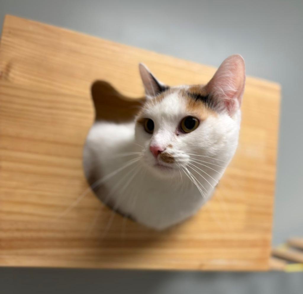 Enlarge Mari, a Adoptable mixed breed in Viroqua, WI image 3/5