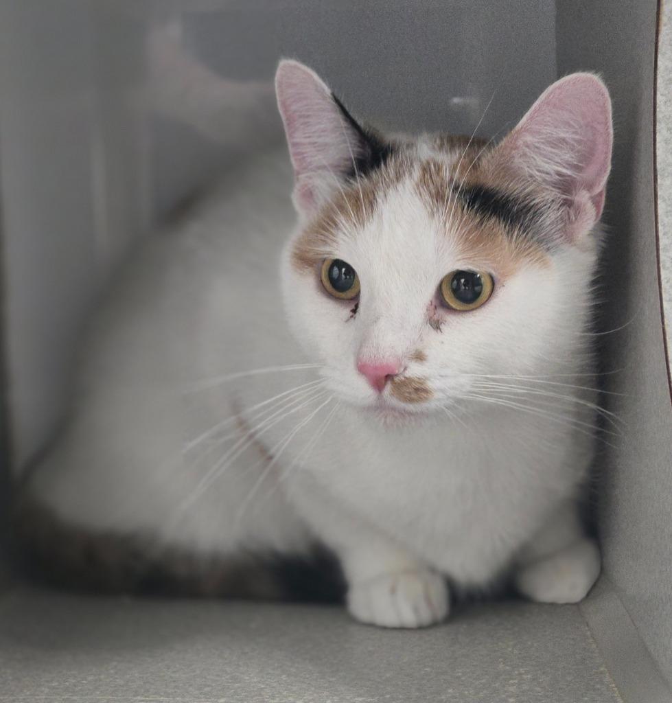 Enlarge Mari, a Adoptable mixed breed in Viroqua, WI image 4/5