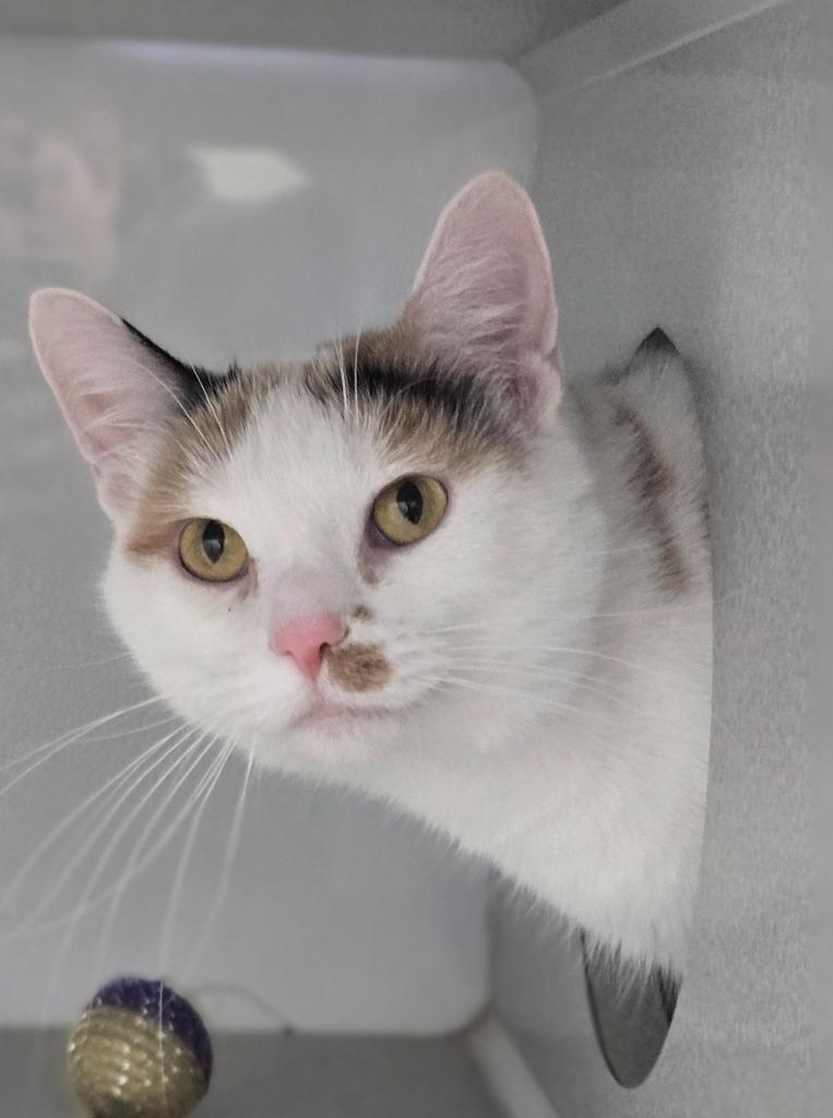 Enlarge Mari, a Adoptable mixed breed in Viroqua, WI image 5/5