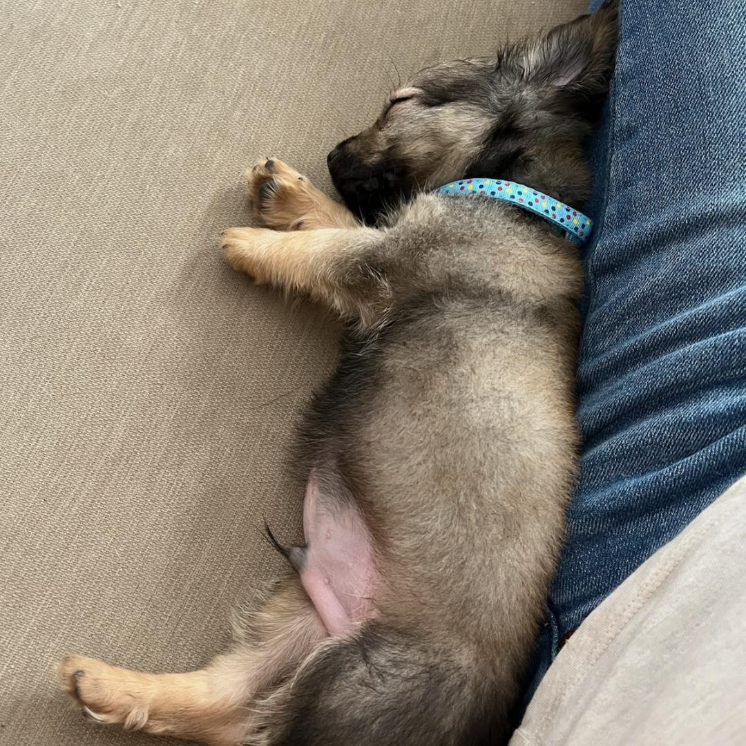 Hopper, an adopted mixed breed in Phoenix, AZ image 3/6