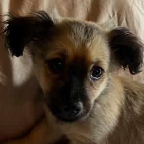 Hopper, an adopted mixed breed in Phoenix, AZ image 1/6