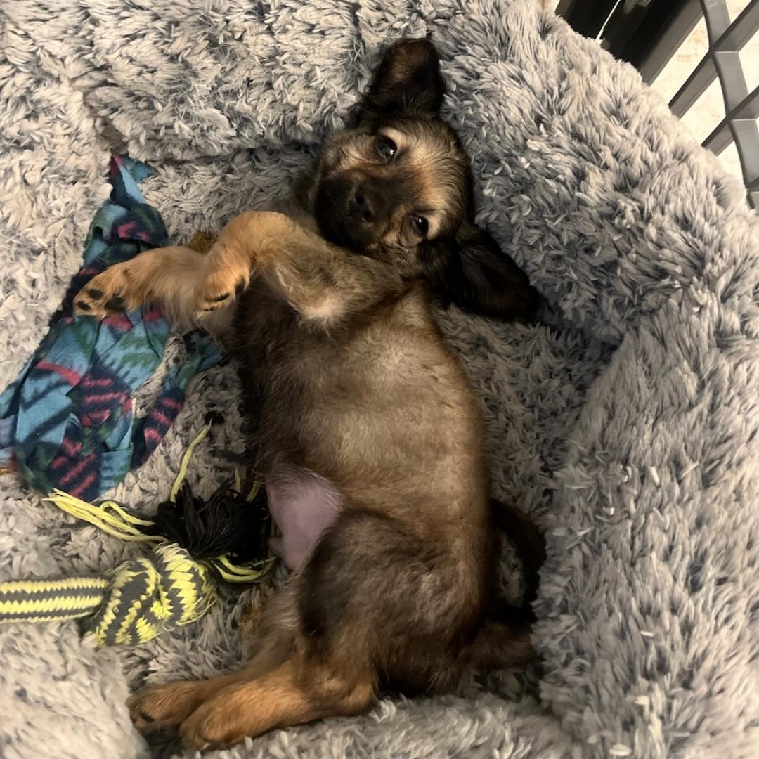 Hopper, an adopted mixed breed in Phoenix, AZ image 5/6