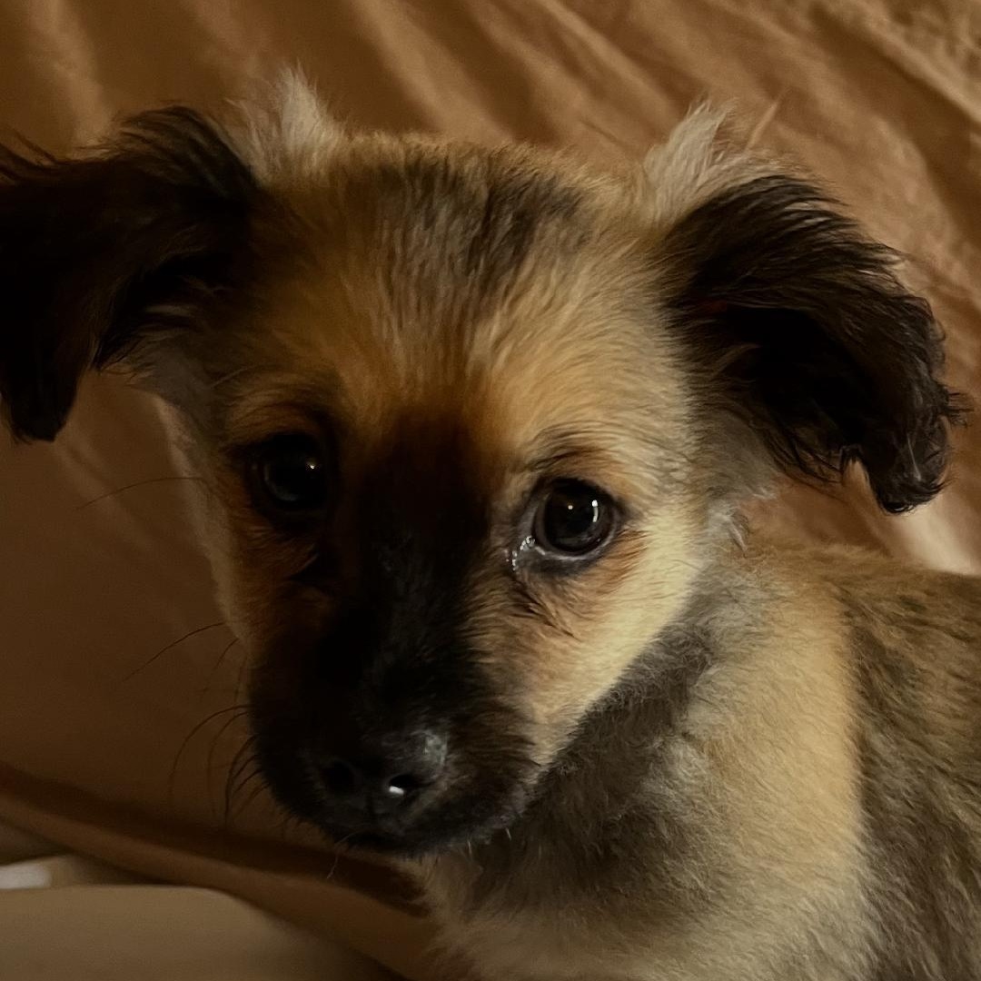 Hopper, an adopted mixed breed in Phoenix, AZ image 2/6