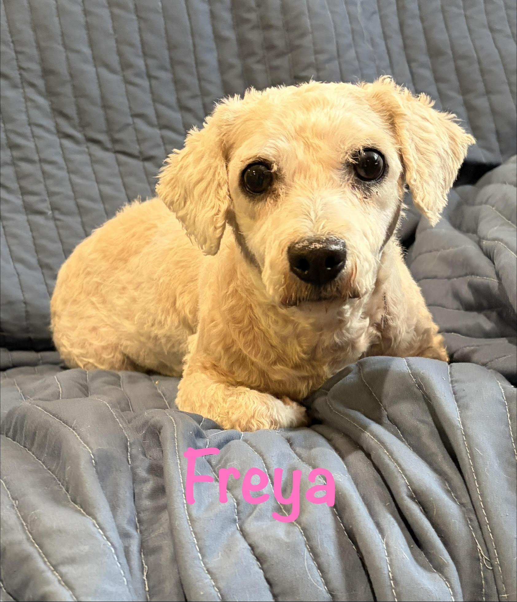 Freya * IA, a Adoptable Bichon Frise in Albert Lea, MN image 2/3