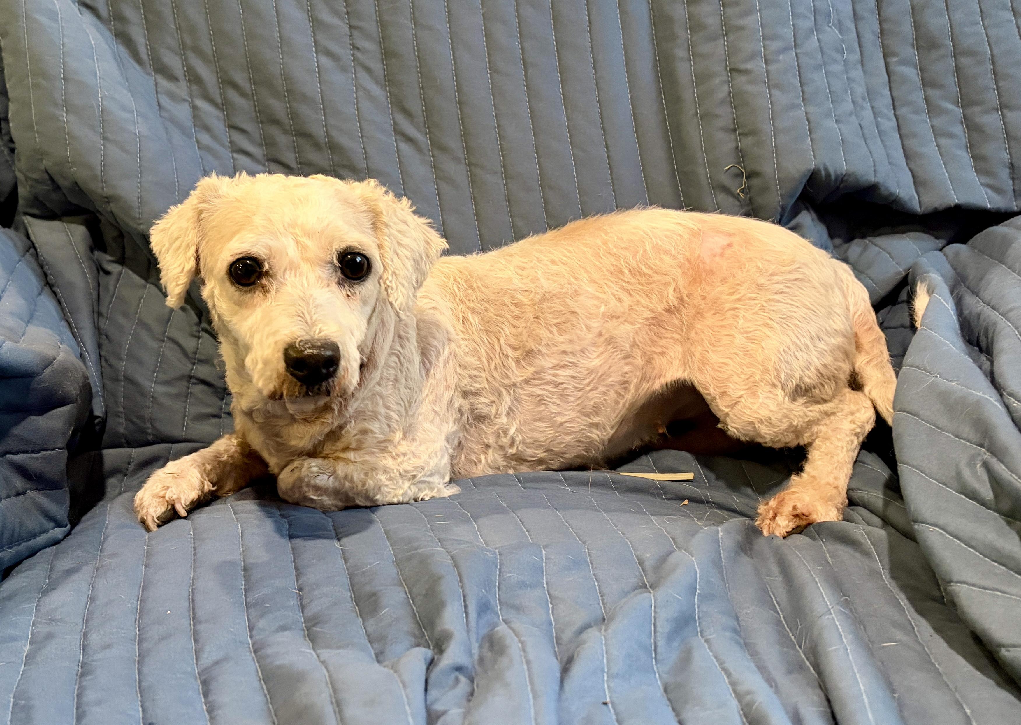 Freya * IA, a Adoptable Bichon Frise in Albert Lea, MN image 3/3