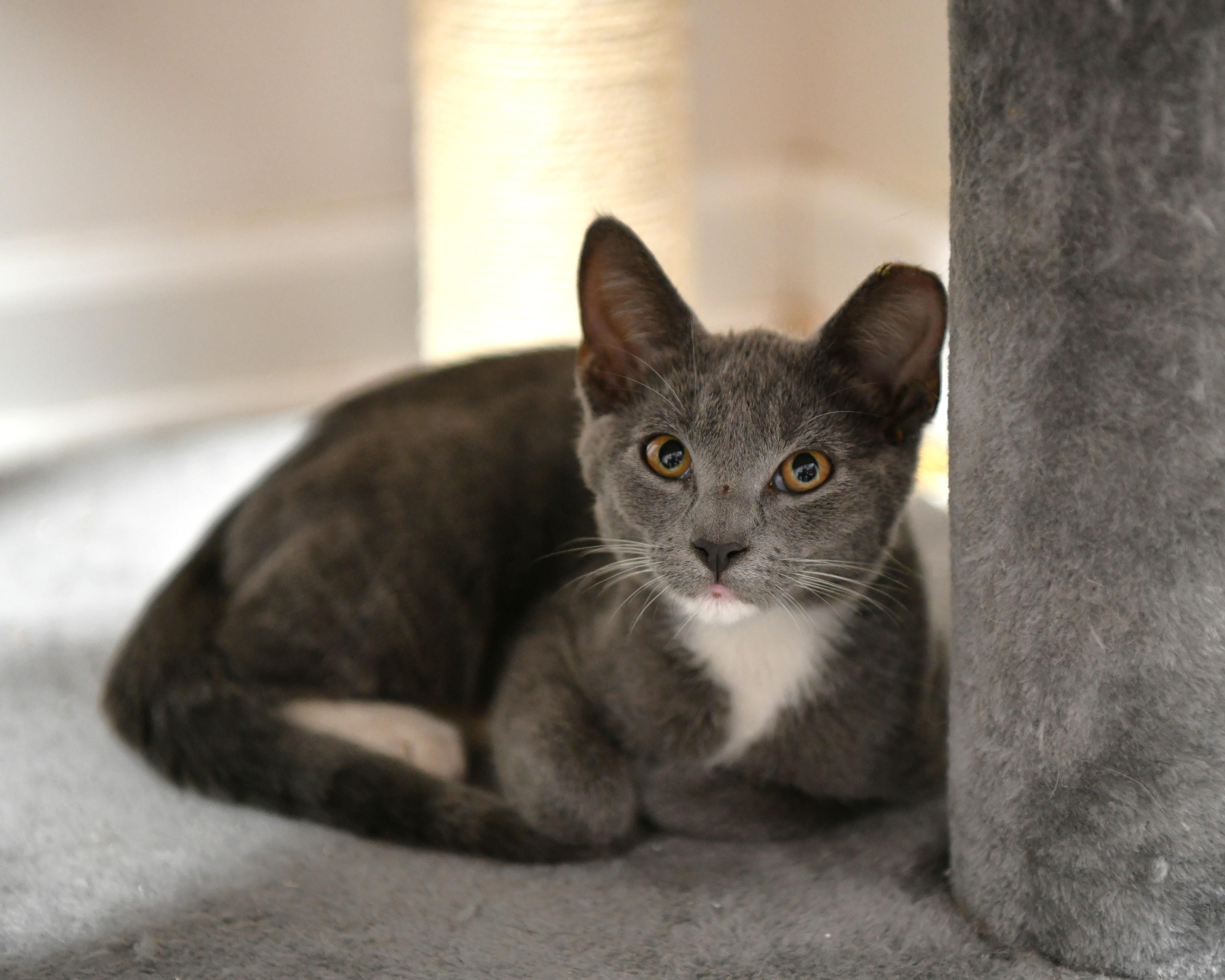 Enlarge Opossum, a Adoptable Domestic Short Hair in Fairhope, AL image 1/1