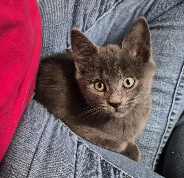 Monobob (Winter Olympics Litter), adopted, Kitten Male Domestic Short Hair.