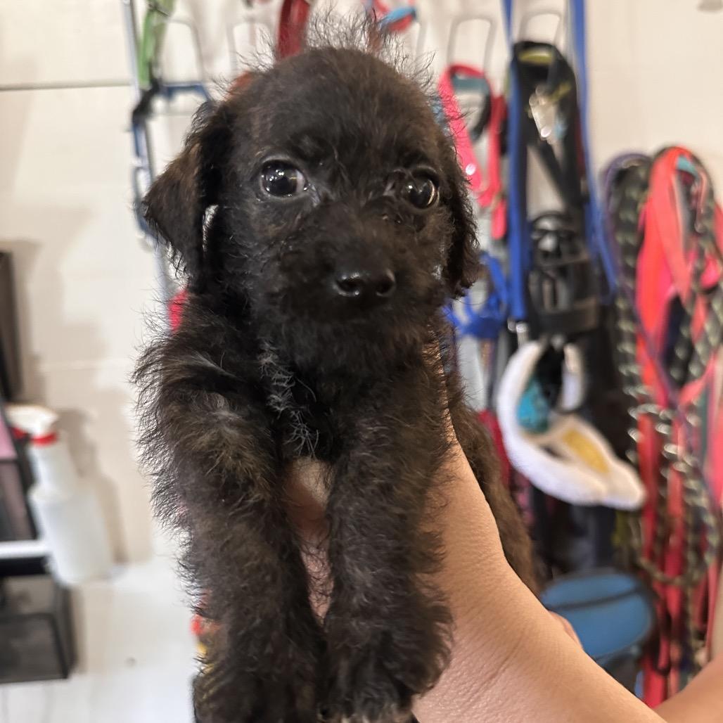 Sabrina, Adopted, Puppy Female Dachshund & Mixed Breed.