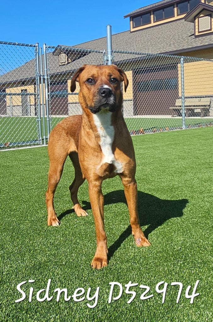 Sidney — thumbnail 2