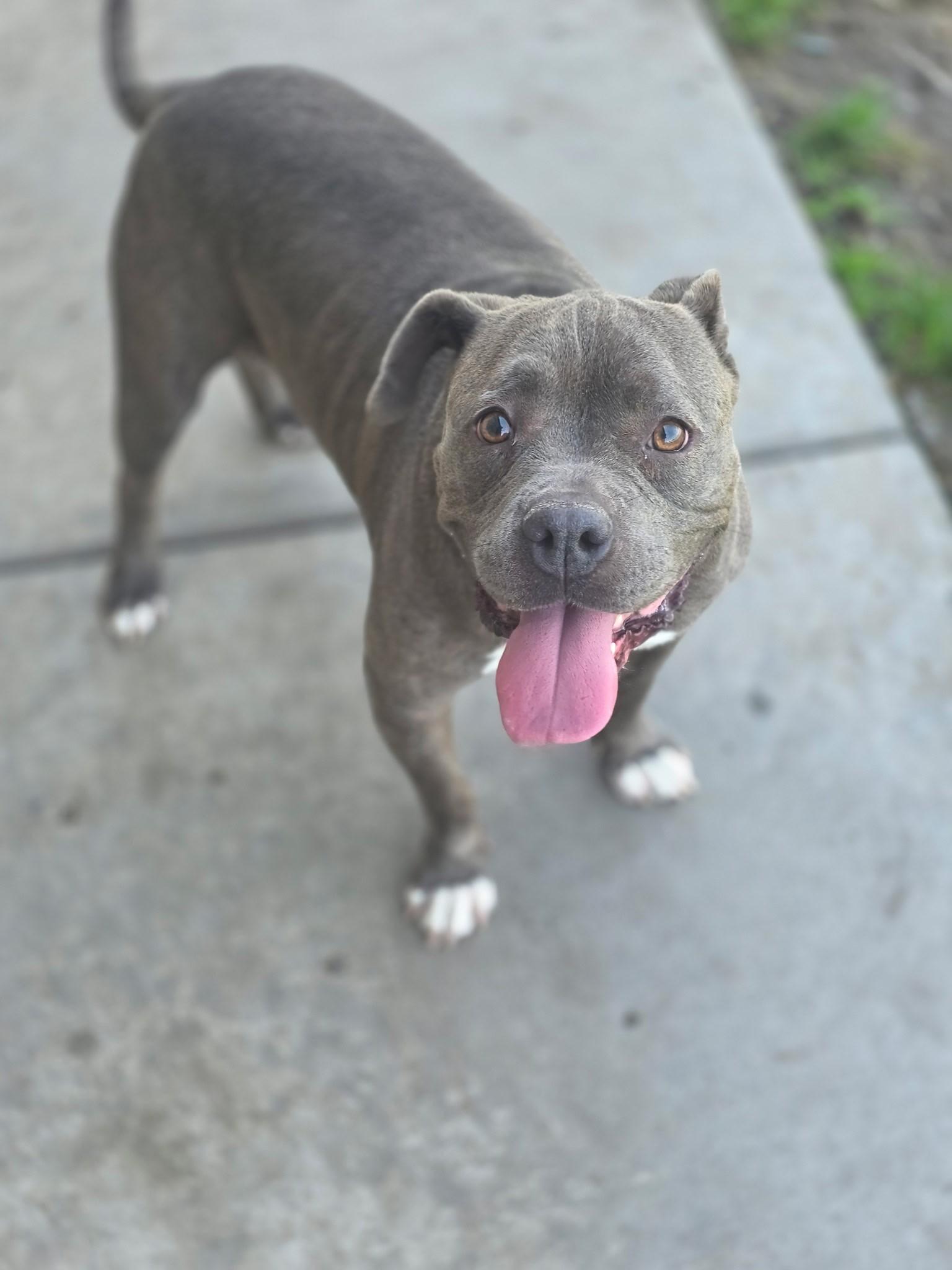 Enlarge Pippa, a Adoptable Pit Bull Terrier in Manteca, CA image 1/1