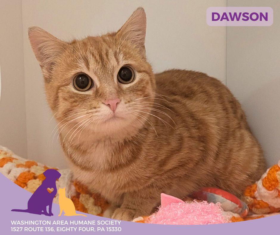 Dawson, adoptable, Kitten Male Domestic Short Hair.