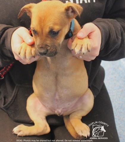 TOBI, Adoptable, Puppy Male German Shepherd Dog & Pit Bull Terrier.