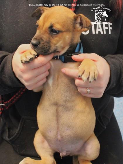 Enlarge TOBI, a Adoptable mixed breed in Kenansville, NC image 2/3