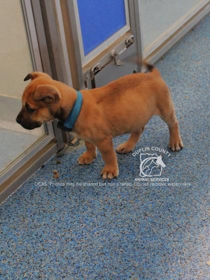 Enlarge TOBI, a Adoptable mixed breed in Kenansville, NC image 3/3