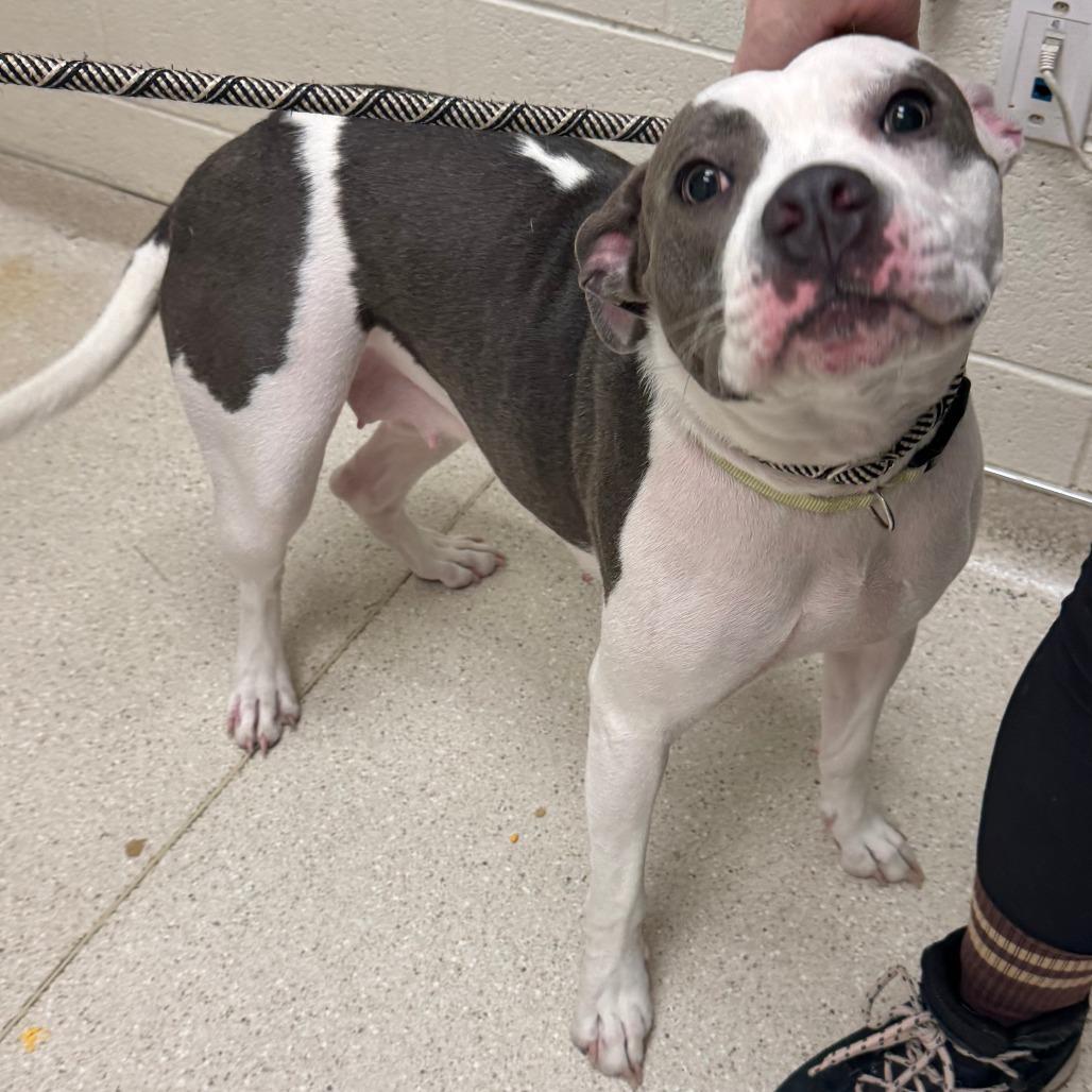 Clara, Adoptable, Young Female Pit Bull Terrier.