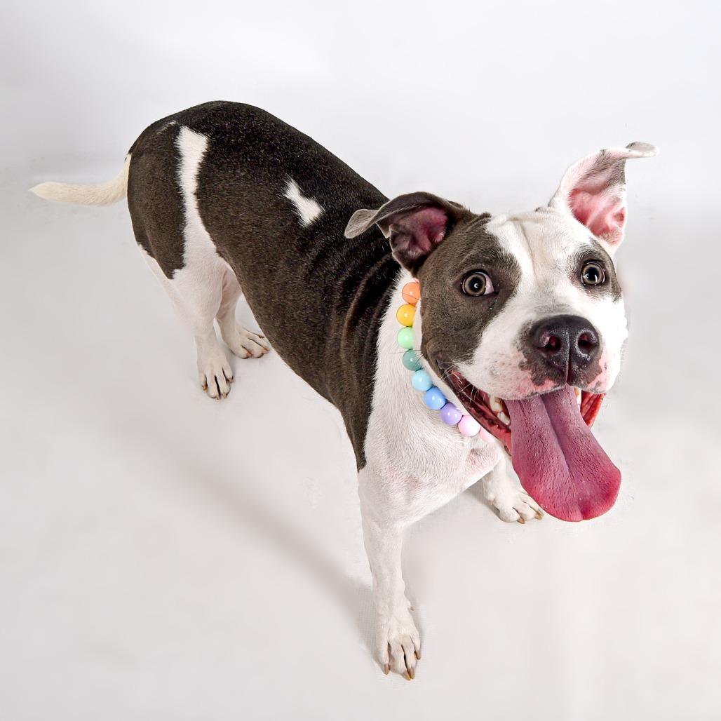 Enlarge Clara, a Adoptable Pit Bull Terrier in Murray, UT image 2/5