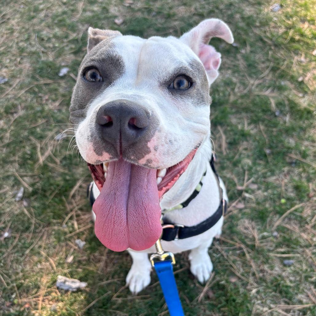 Enlarge Clara, a Adoptable Pit Bull Terrier in Murray, UT image 3/5