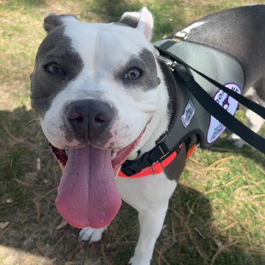 Enlarge Clara, a Adoptable Pit Bull Terrier in Murray, UT image 4/5