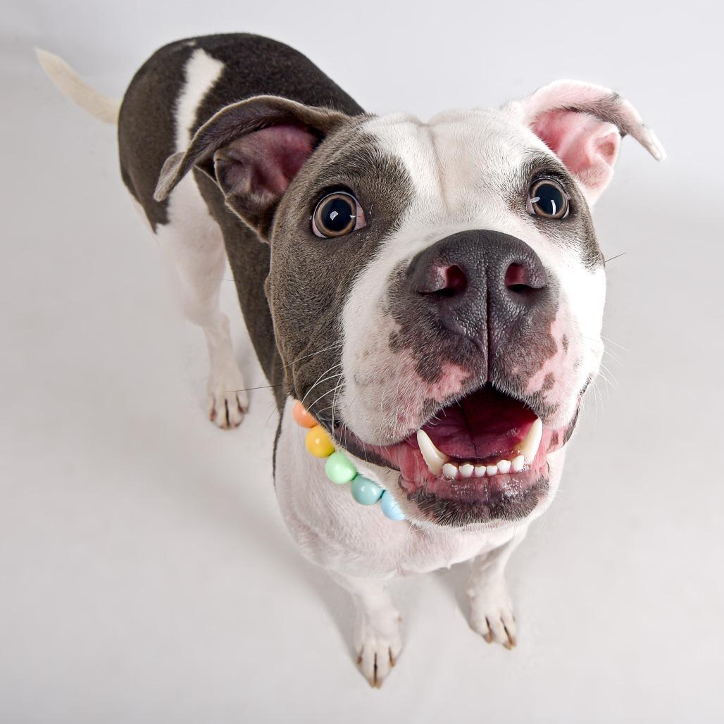 Enlarge Clara, a Adoptable Pit Bull Terrier in Murray, UT image 5/5
