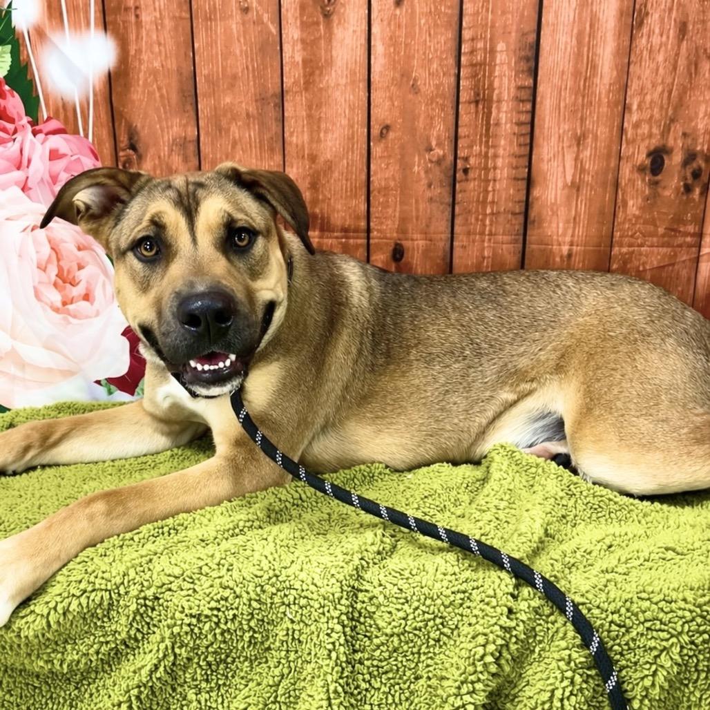 Odie, a Adoptable mixed breed in Lebanon, MO image 1/5