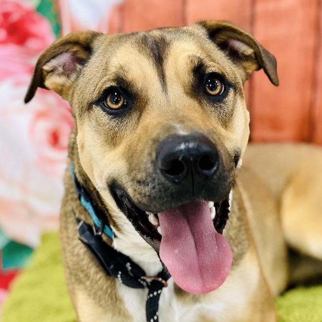 Odie, a Adoptable mixed breed in Lebanon, MO image 2/5