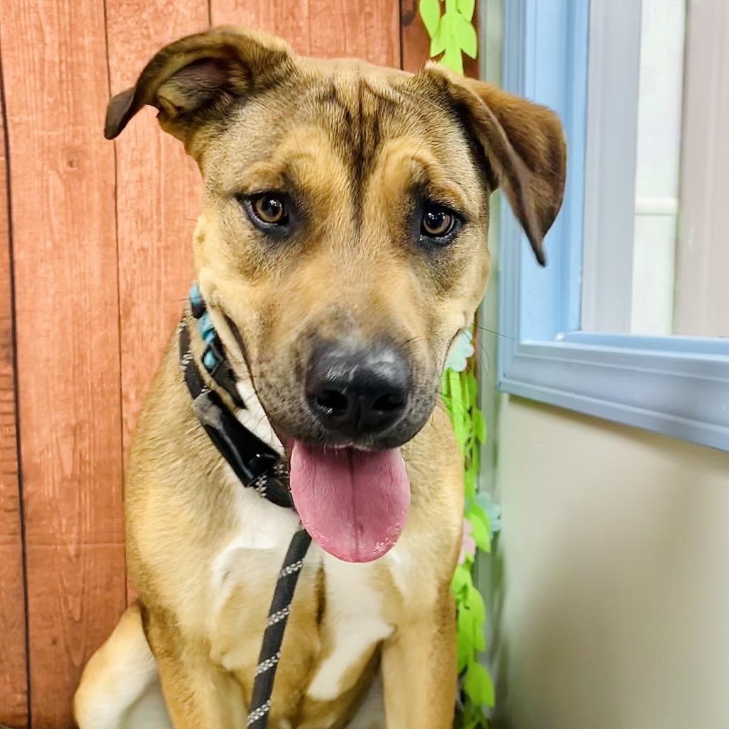 Odie, a Adoptable mixed breed in Lebanon, MO image 3/5