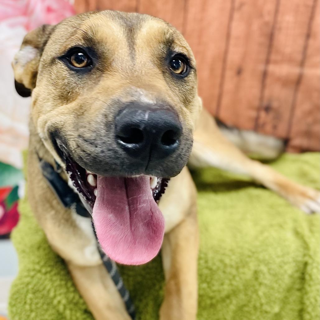Odie, a Adoptable mixed breed in Lebanon, MO image 4/5