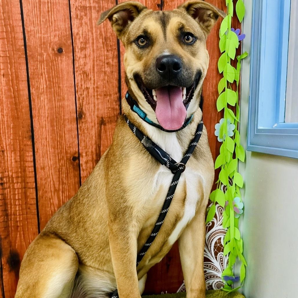 Odie, a Adoptable mixed breed in Lebanon, MO image 5/5