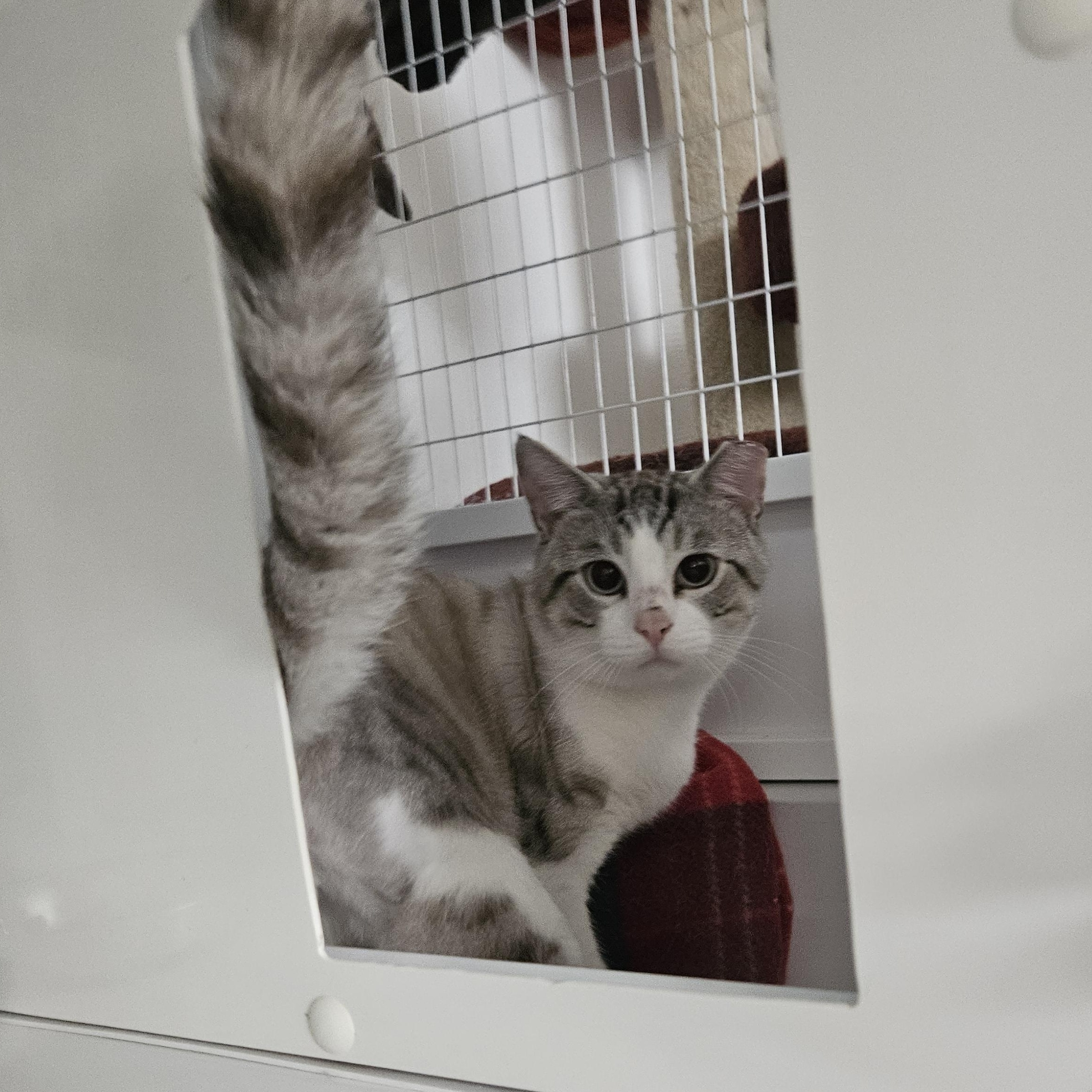 Jay, a ADOPTABLE Domestic Short Hair in Melbourne, FL image 1/2