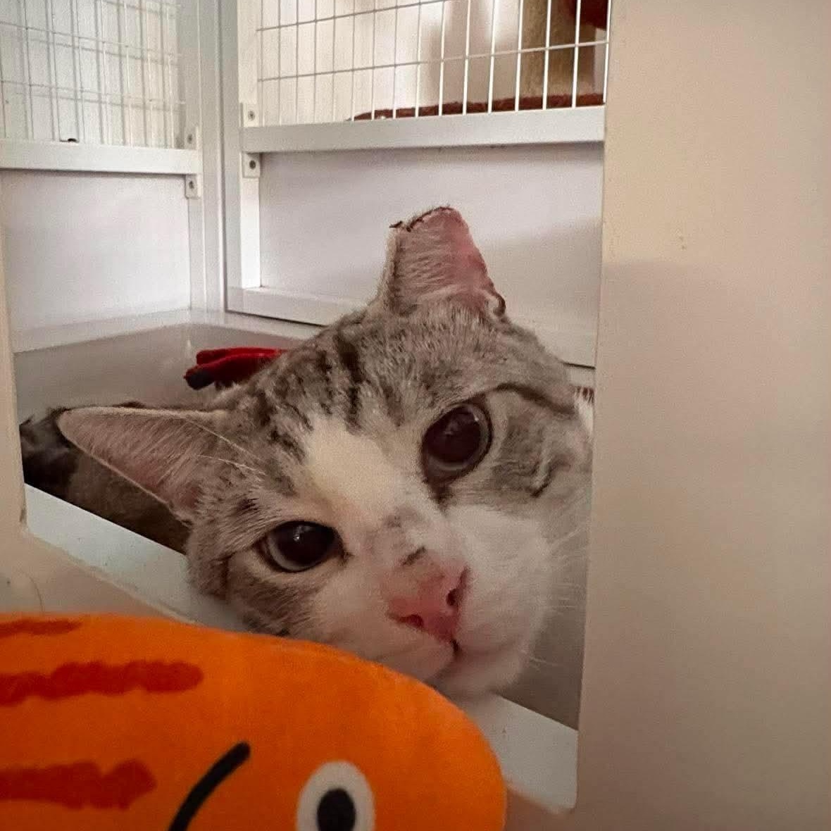 Jay, a ADOPTABLE Domestic Short Hair in Melbourne, FL image 2/2