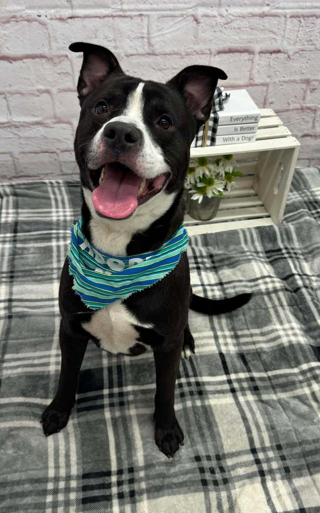 Columbus, Adoptable, Adult Male Mixed Breed.