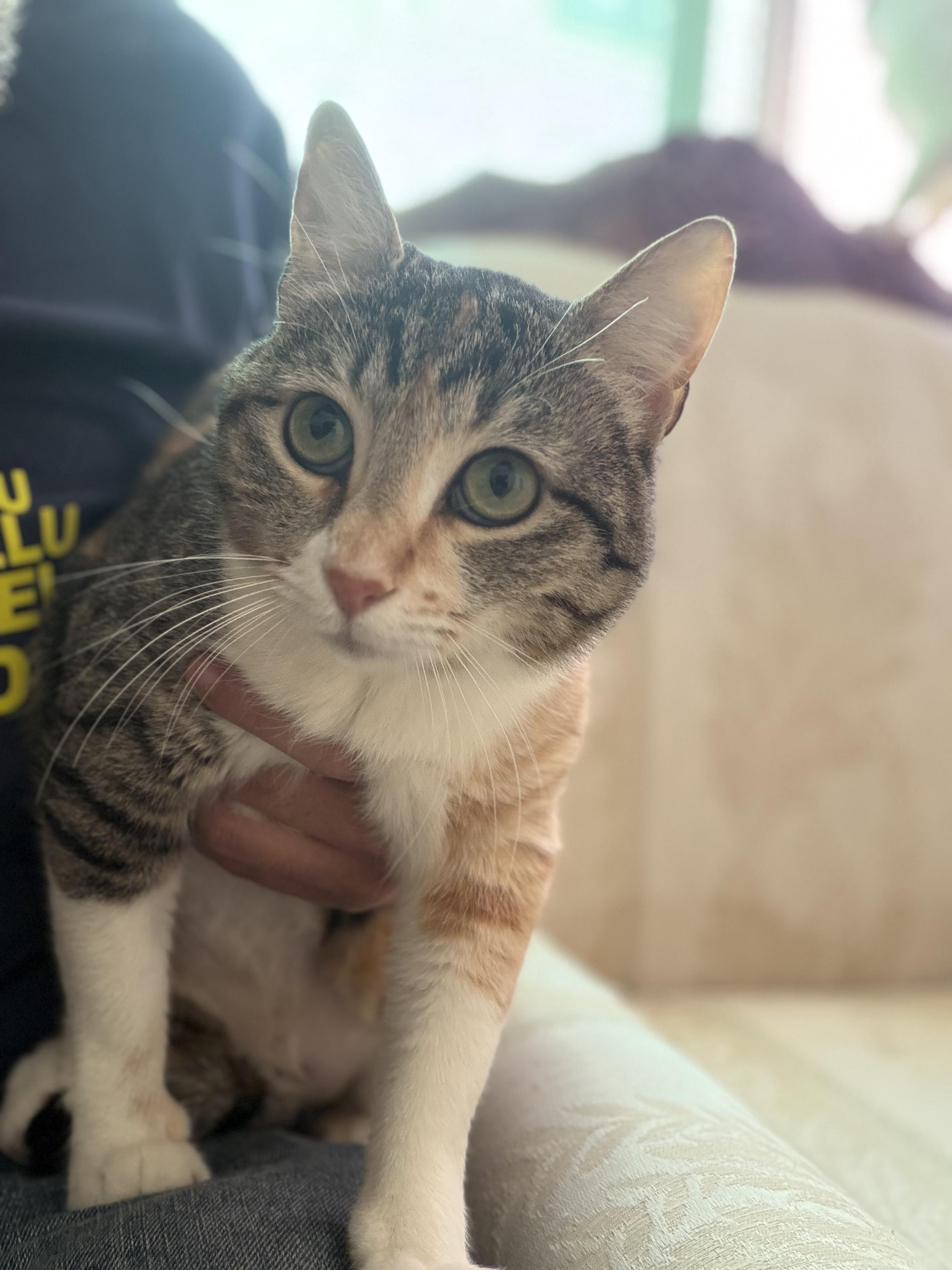 Balila, the Calmest Sweetest Calico Girl, Adoptable, Adult Female Domestic Short Hair.