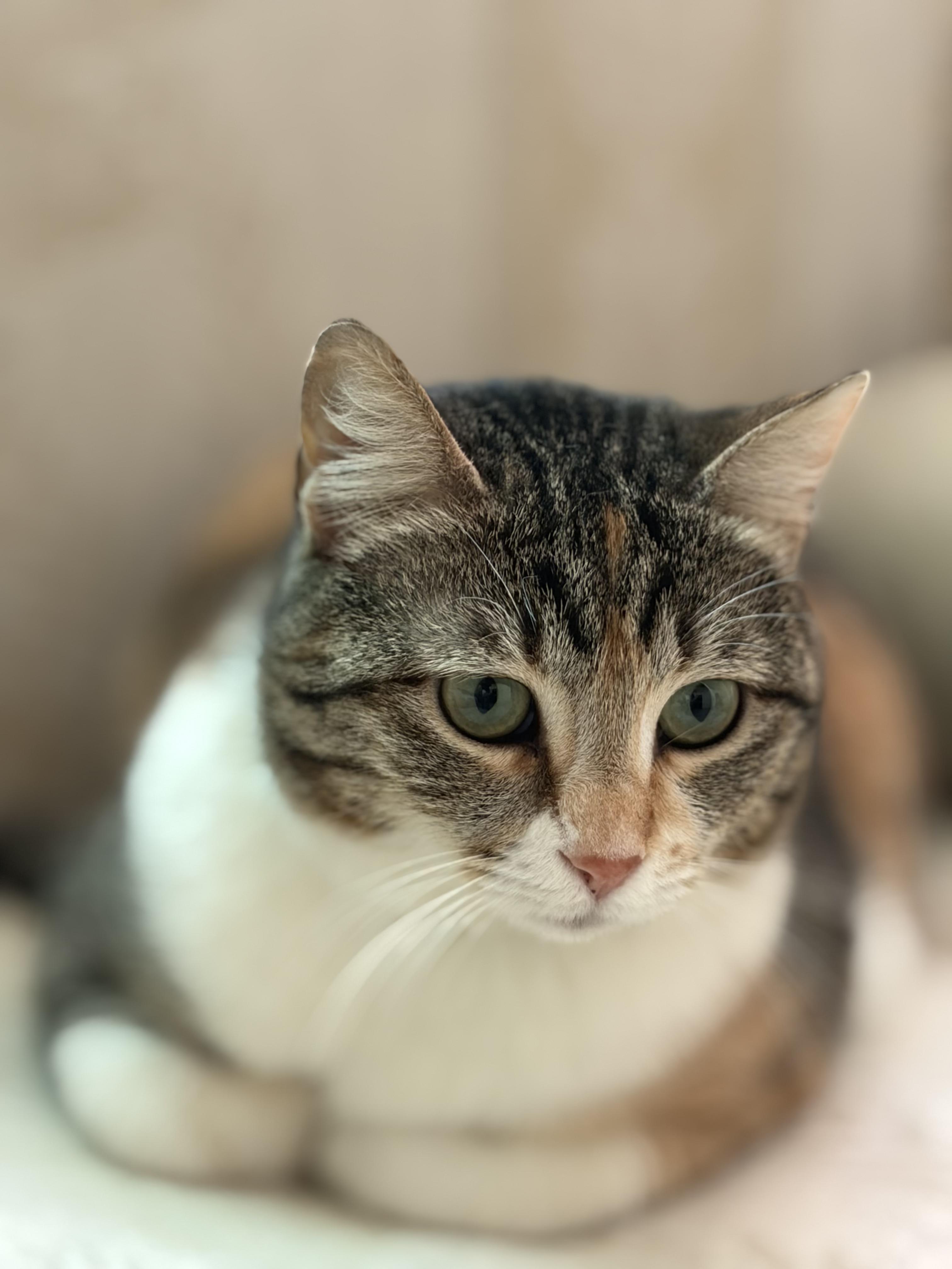 Enlarge Balila, the Calmest Sweetest Calico Girl, a Adoptable mixed breed in Somerset, NJ image 3/6
