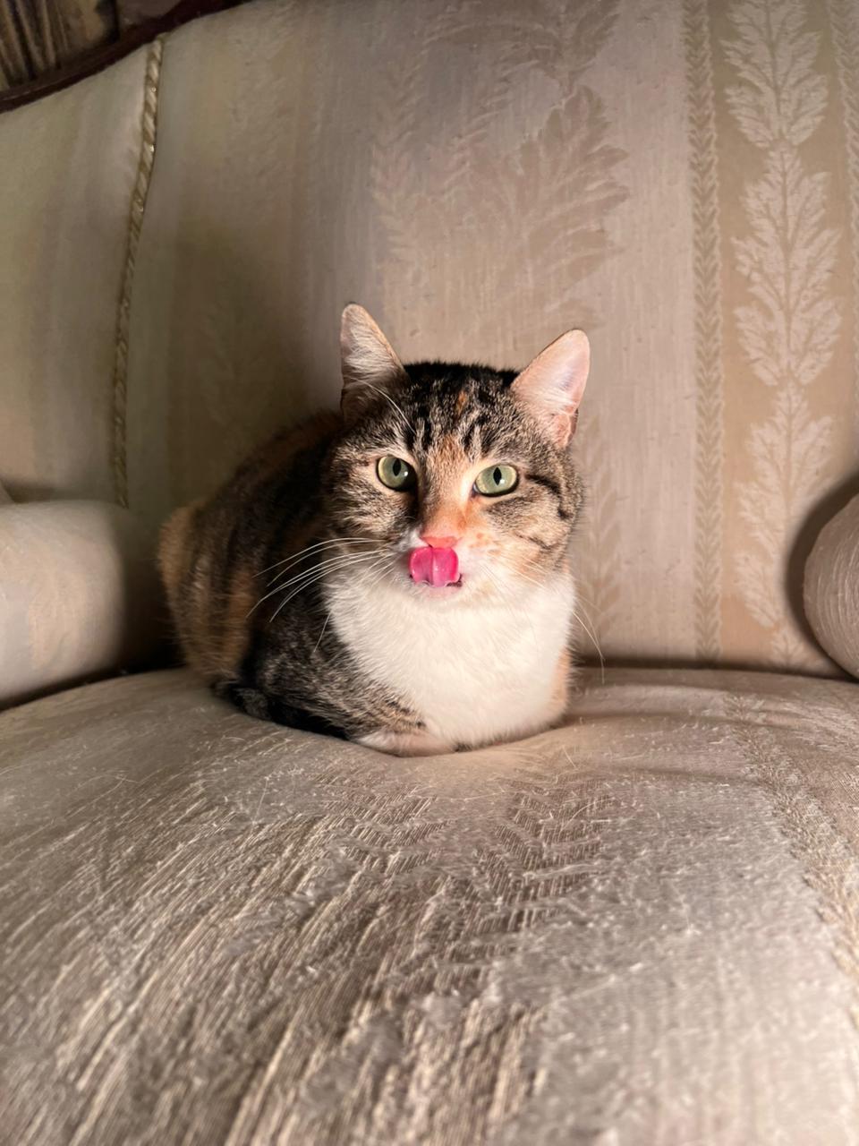 Enlarge Balila, the Calmest Sweetest Calico Girl, a Adoptable mixed breed in Somerset, NJ image 2/6