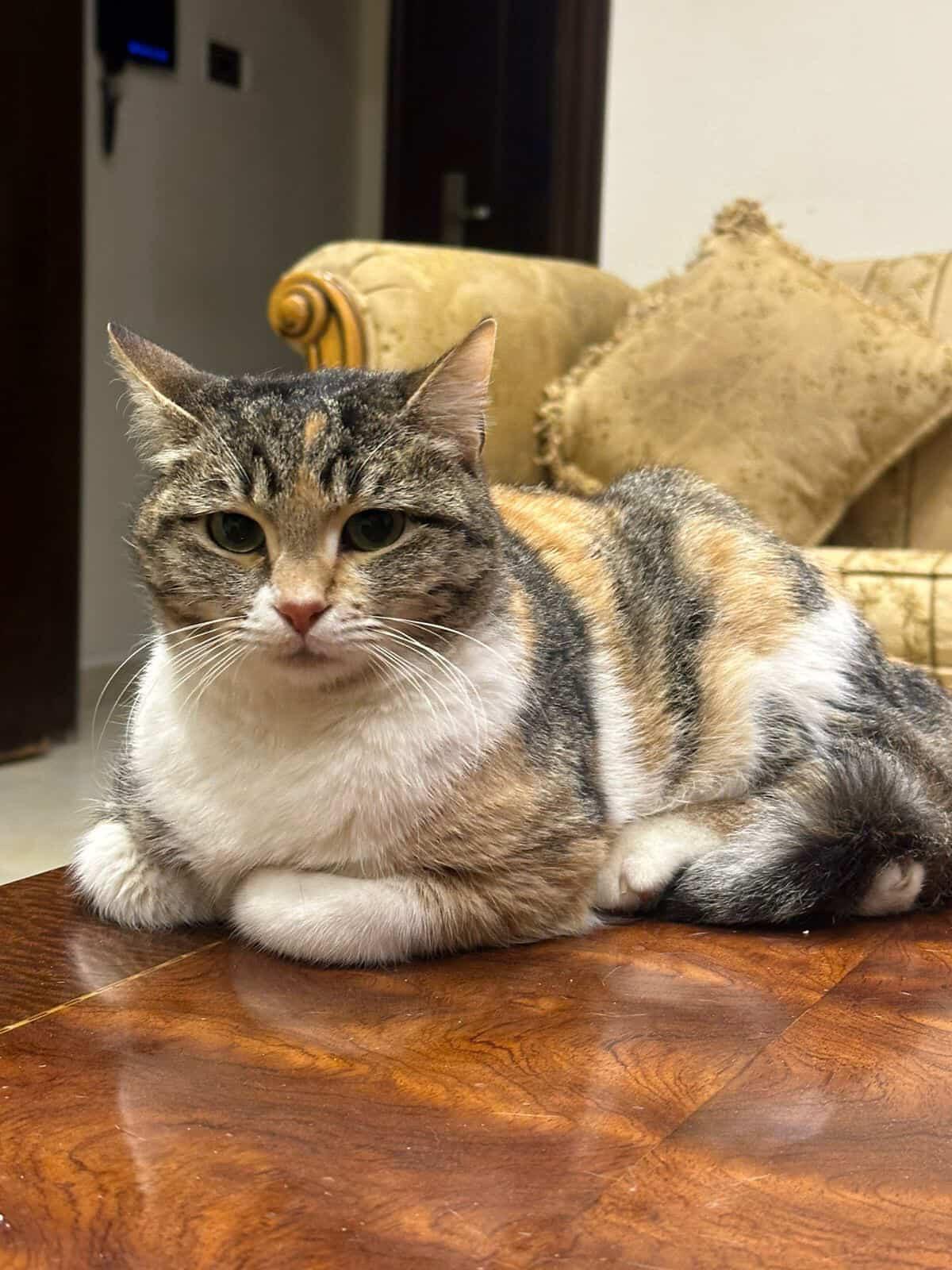 Enlarge Balila, the Calmest Sweetest Calico Girl, a Adoptable mixed breed in Somerset, NJ image 5/6